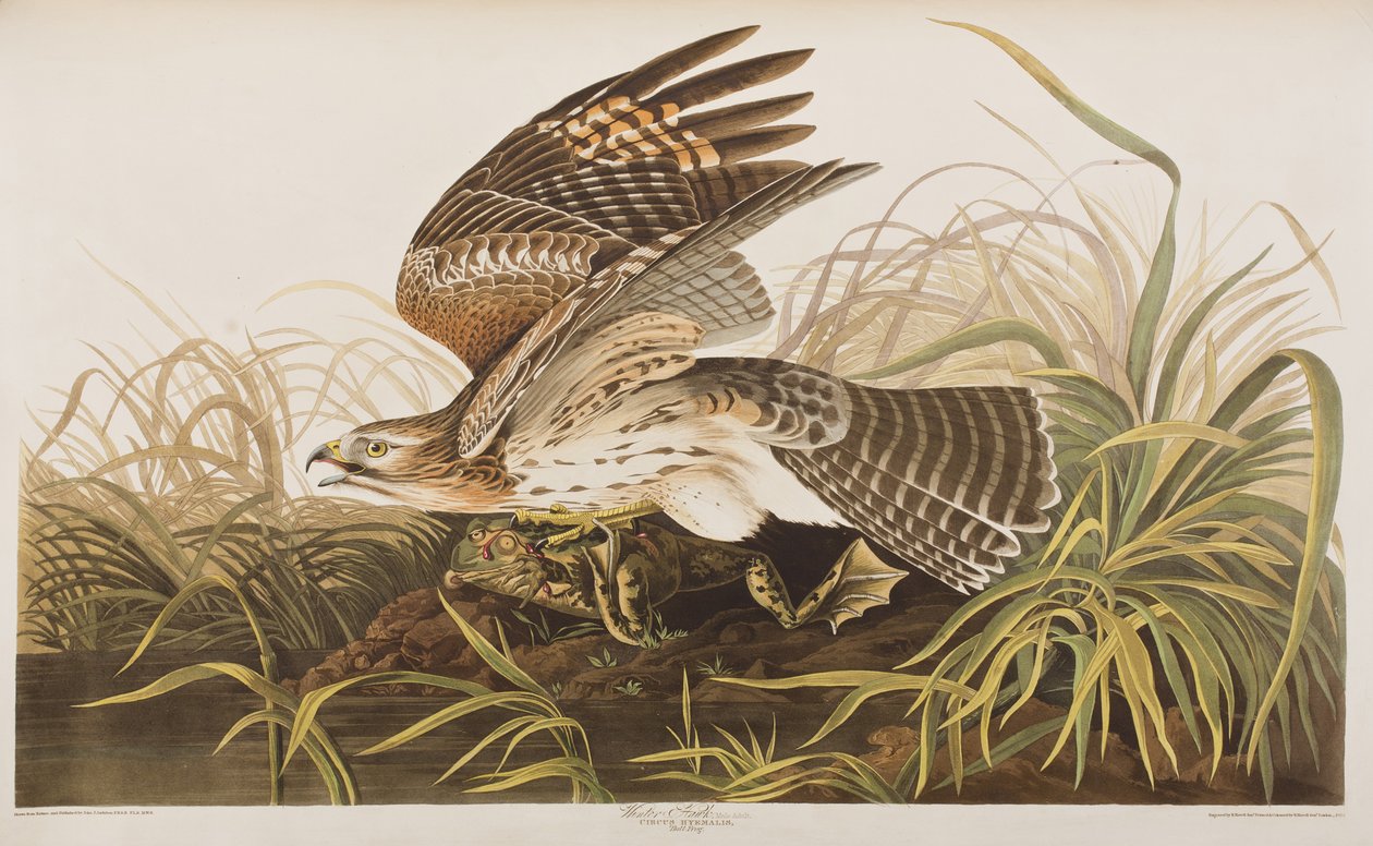 Ilustración de 