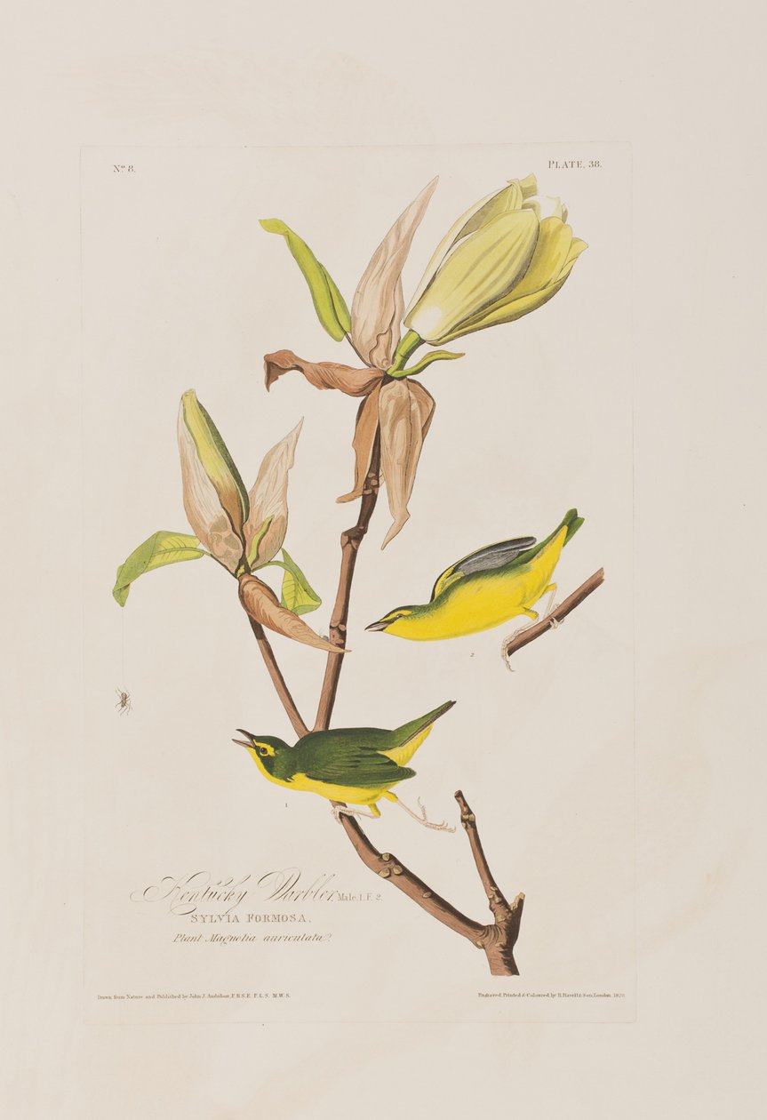 Ilustración de 