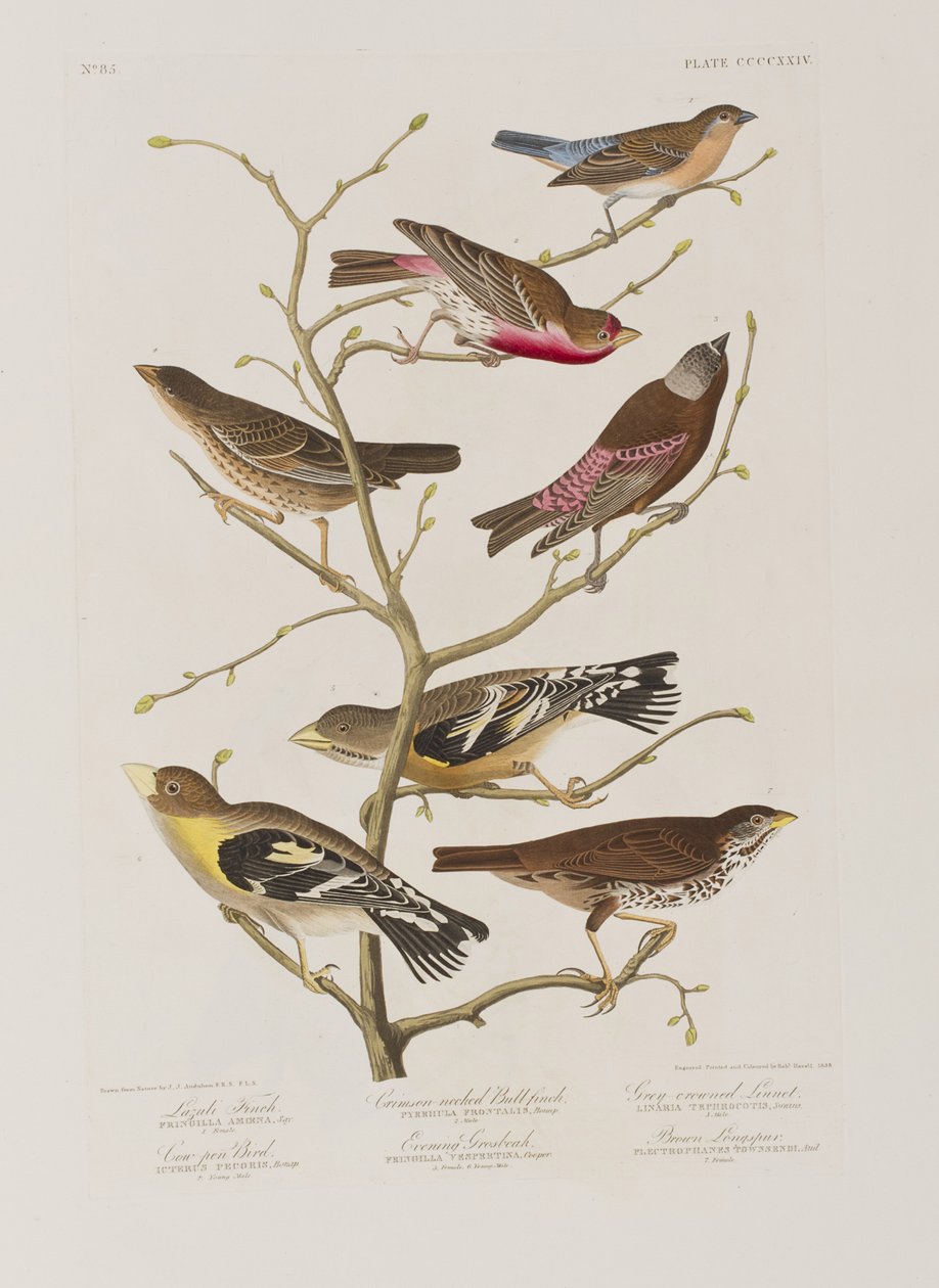 Ilustración de 