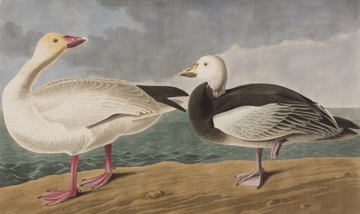 Ilustración de 