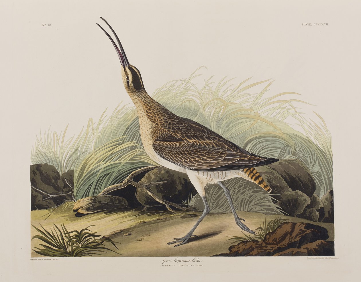 Ilustración de 