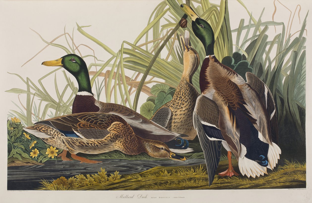 Ilustración de 