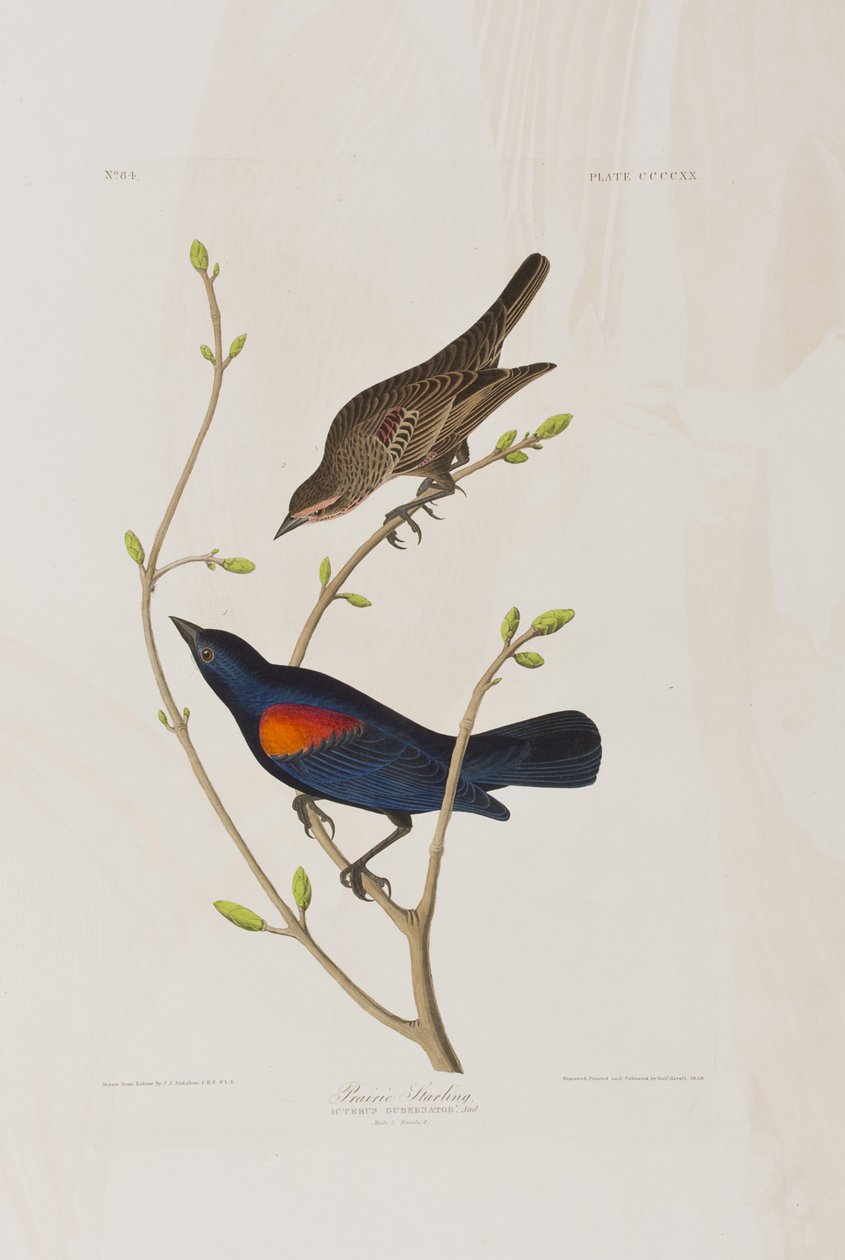 Ilustración de 