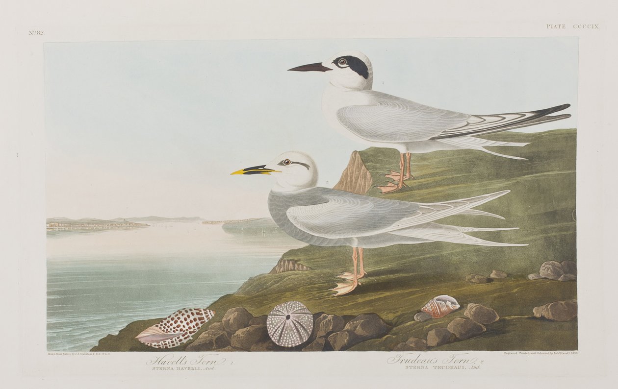 Ilustración de 