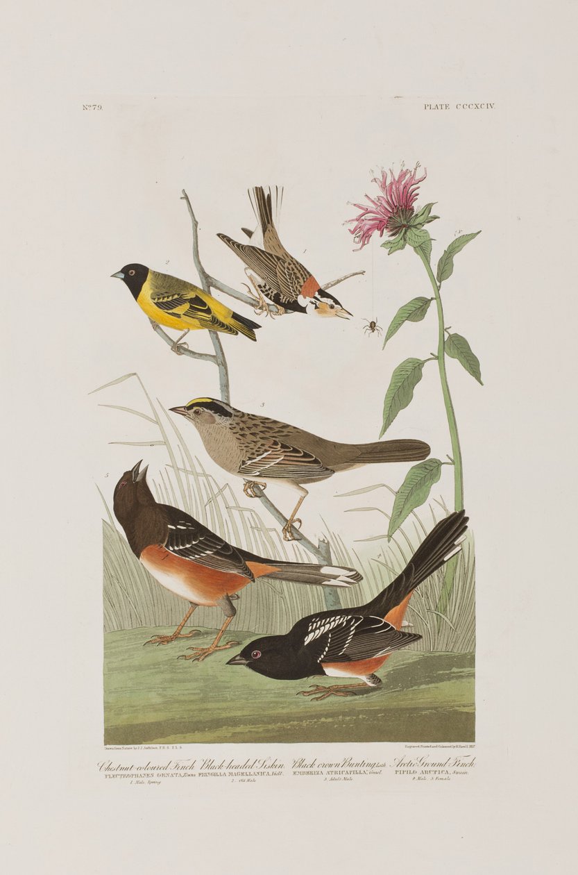 Ilustración de 