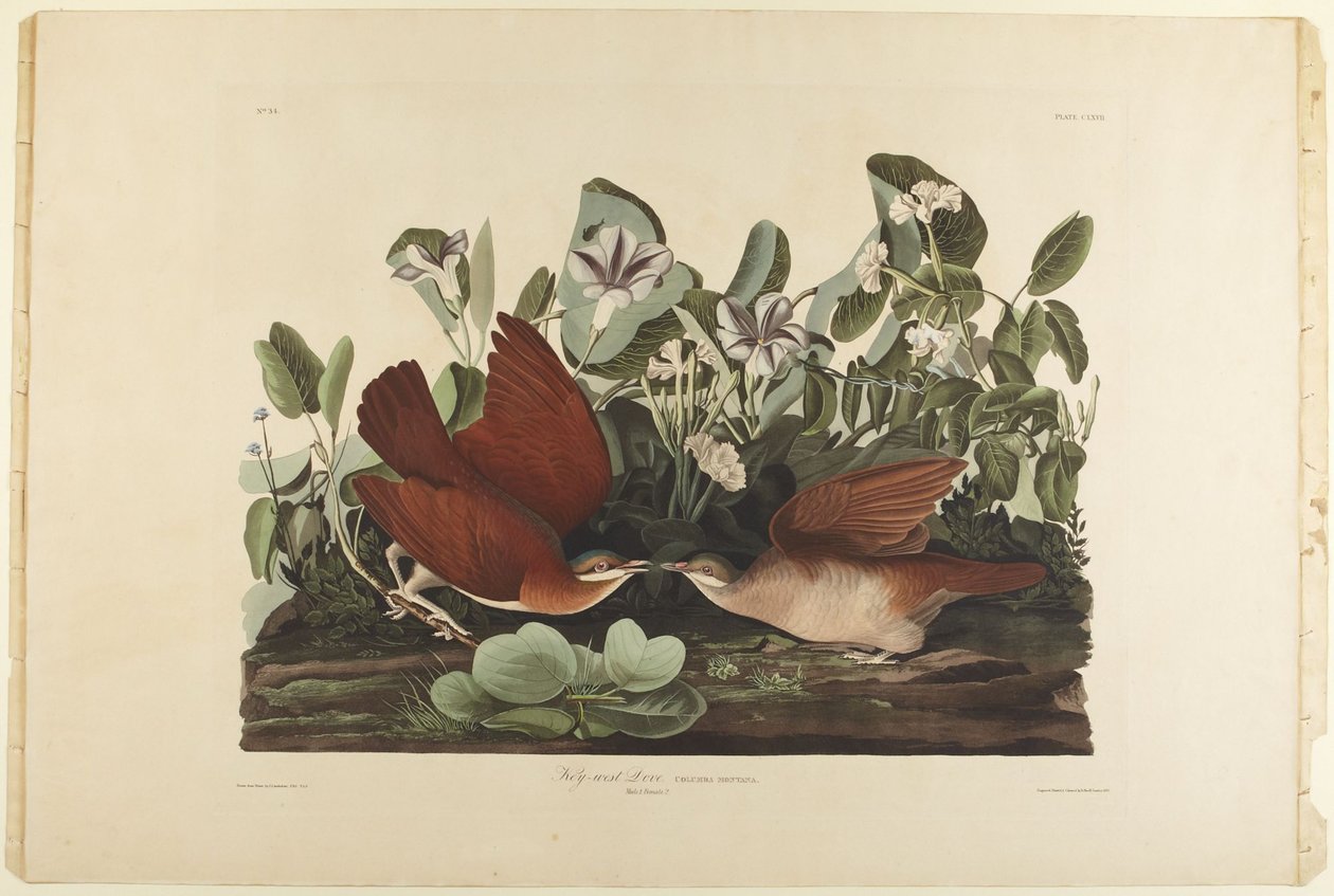Paloma de Key West de John James Audubon
