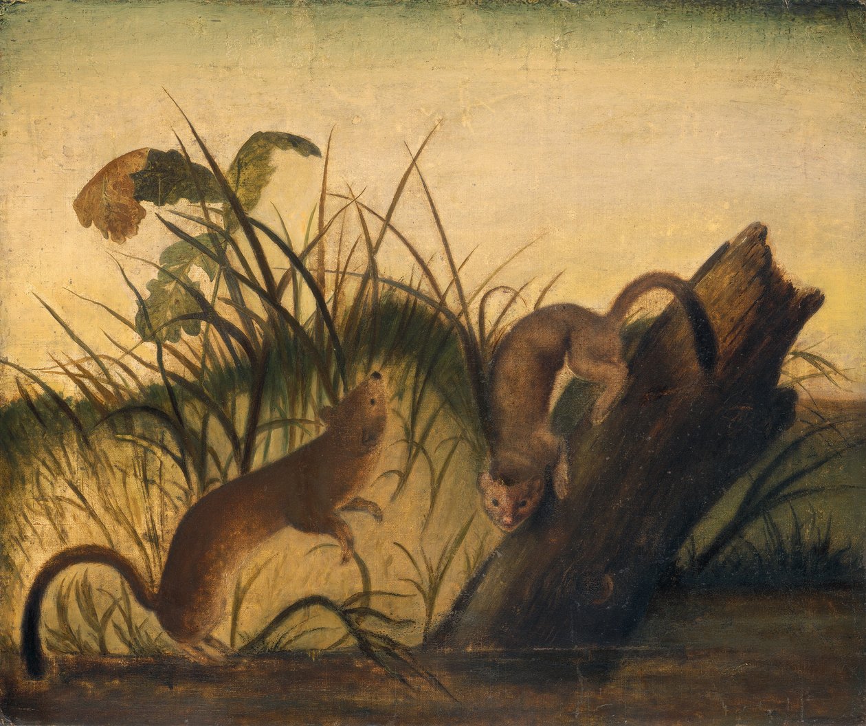 Comadreja de cola larga, c. 1845 de John James Audubon