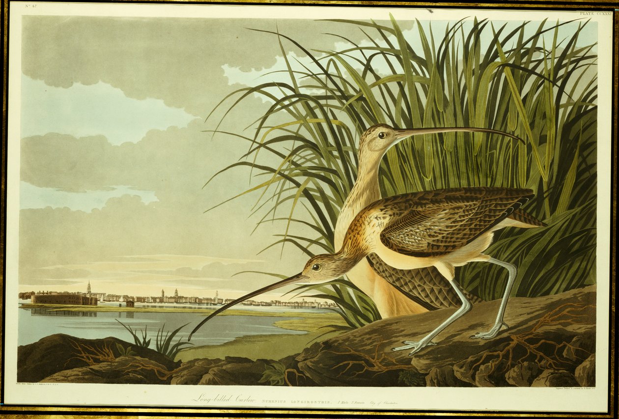 Zarapito macho y hembra de John James Audubon