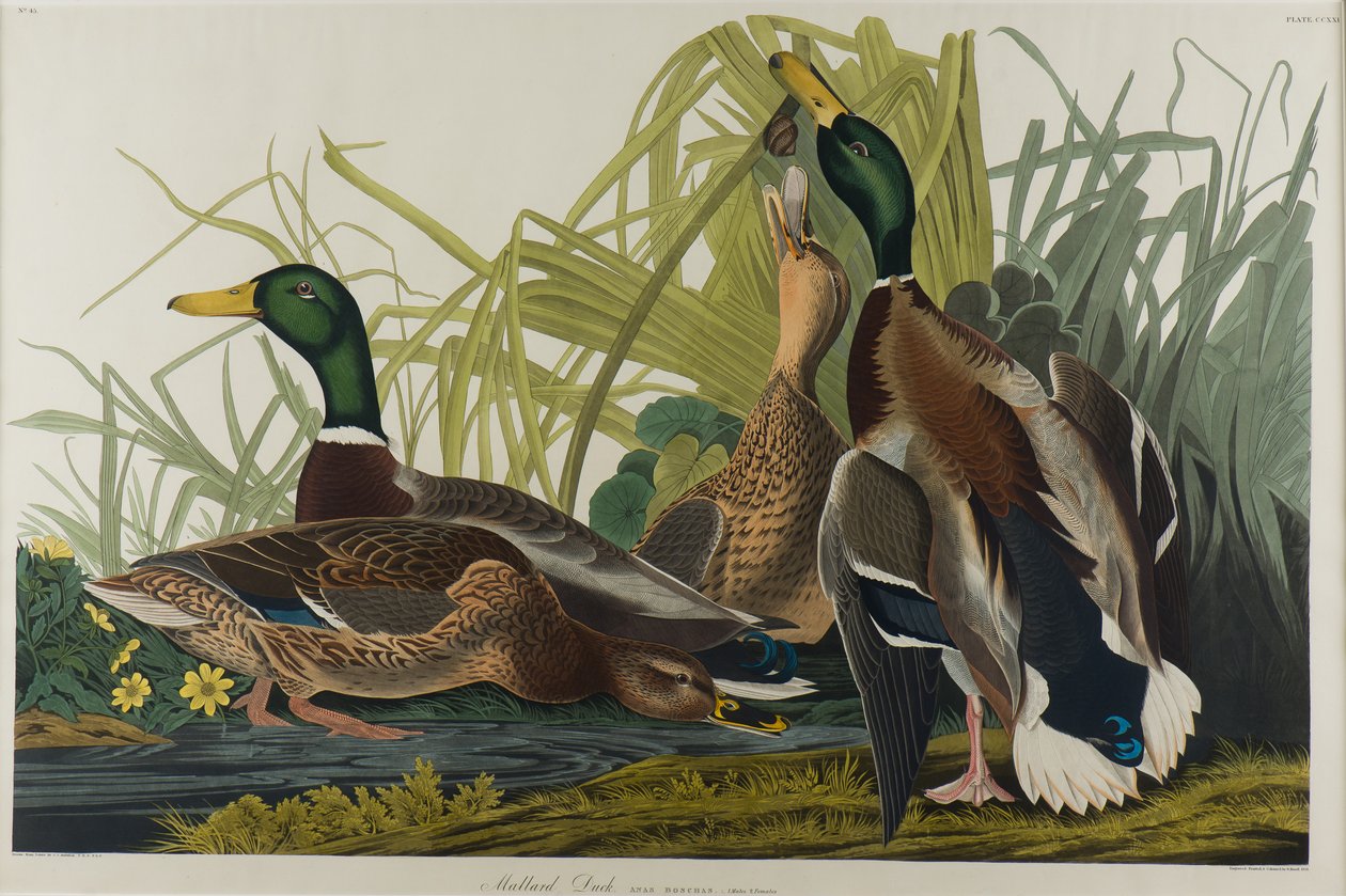 Pato mallard de John James Audubon