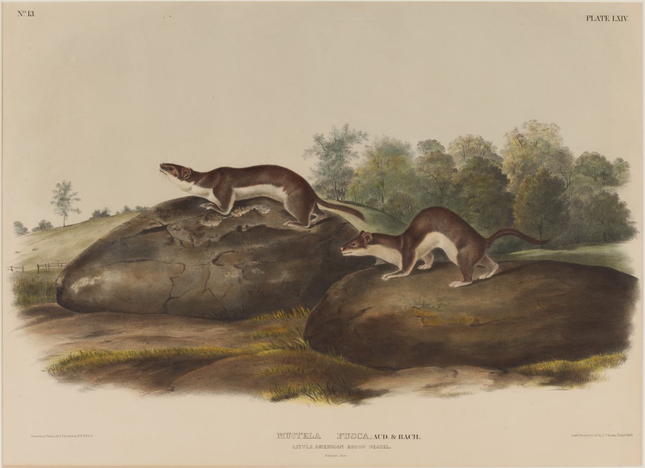 Mustela Fusca de John James Audubon