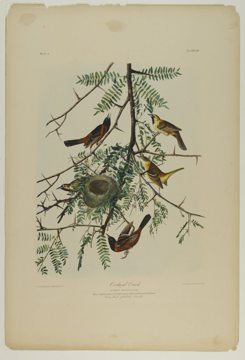 Oriol de huerto, impreso por Julien Bien y publicado por Roe Lockwood & Son, 1861 de John James Audubon