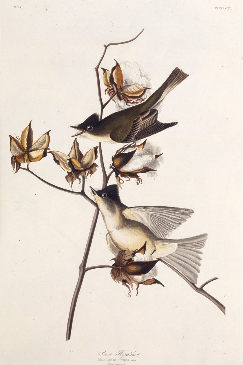 Pewit Flycatcher. De The Birds of America, 1827-1838 de John James Audubon