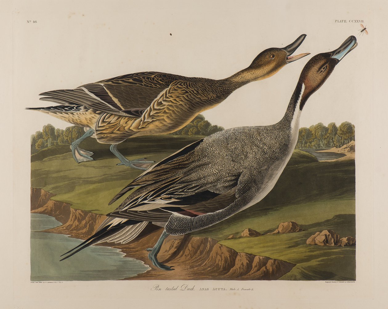Pato de cola puntiaguda de John James Audubon