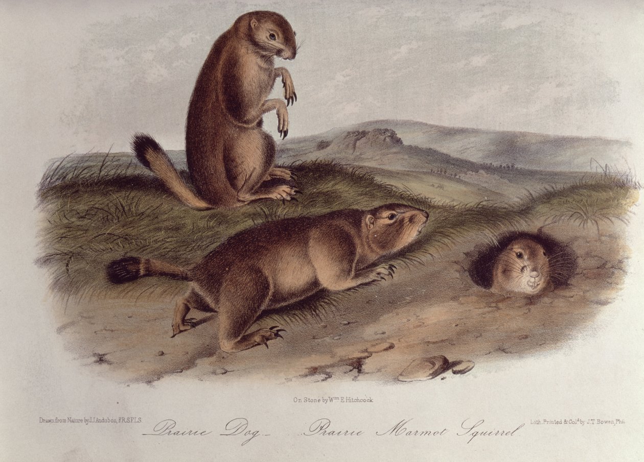 Perro de la Pradera de 
