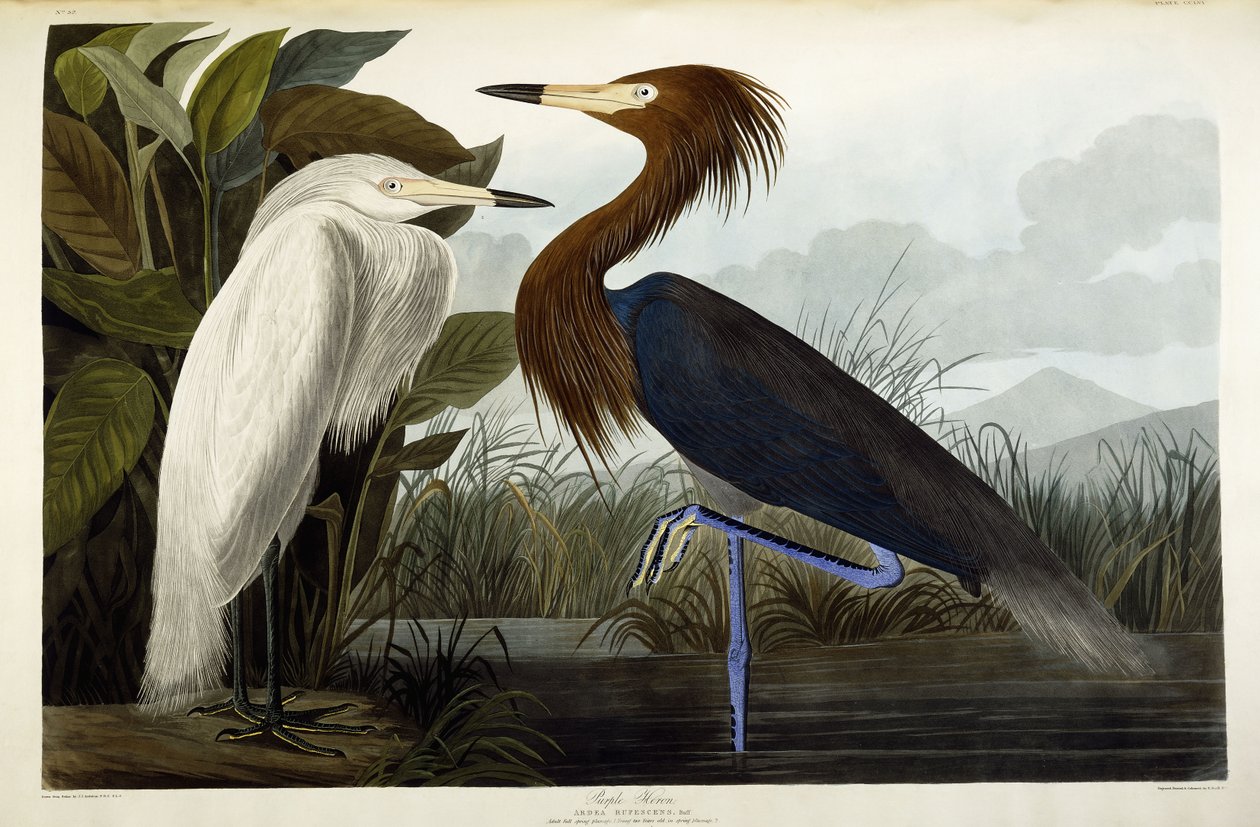 Garza imperial, c.1835 de John James Audubon