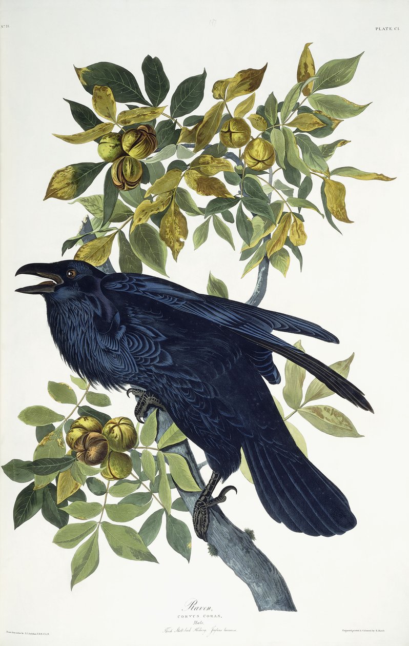 Cuervo de John James Audubon
