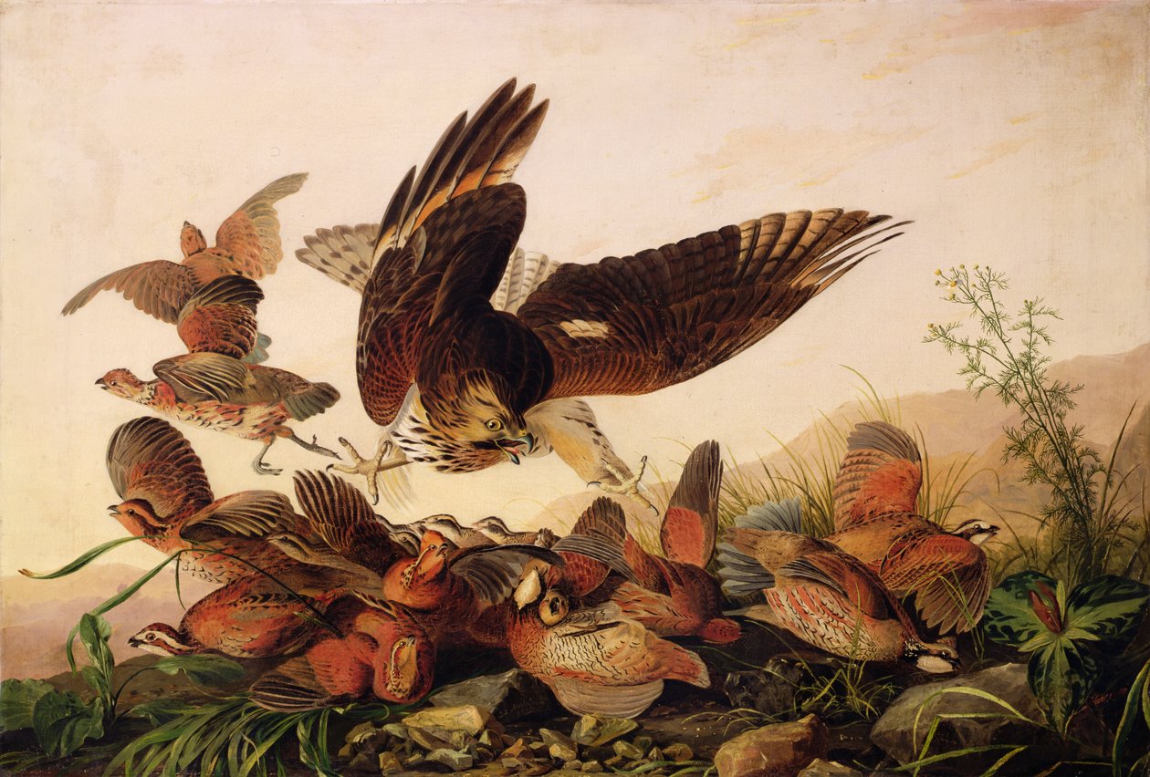 Halcón de Hombros Rojos Atacando a Perdices Bobwhite, 1827 de John James Audubon