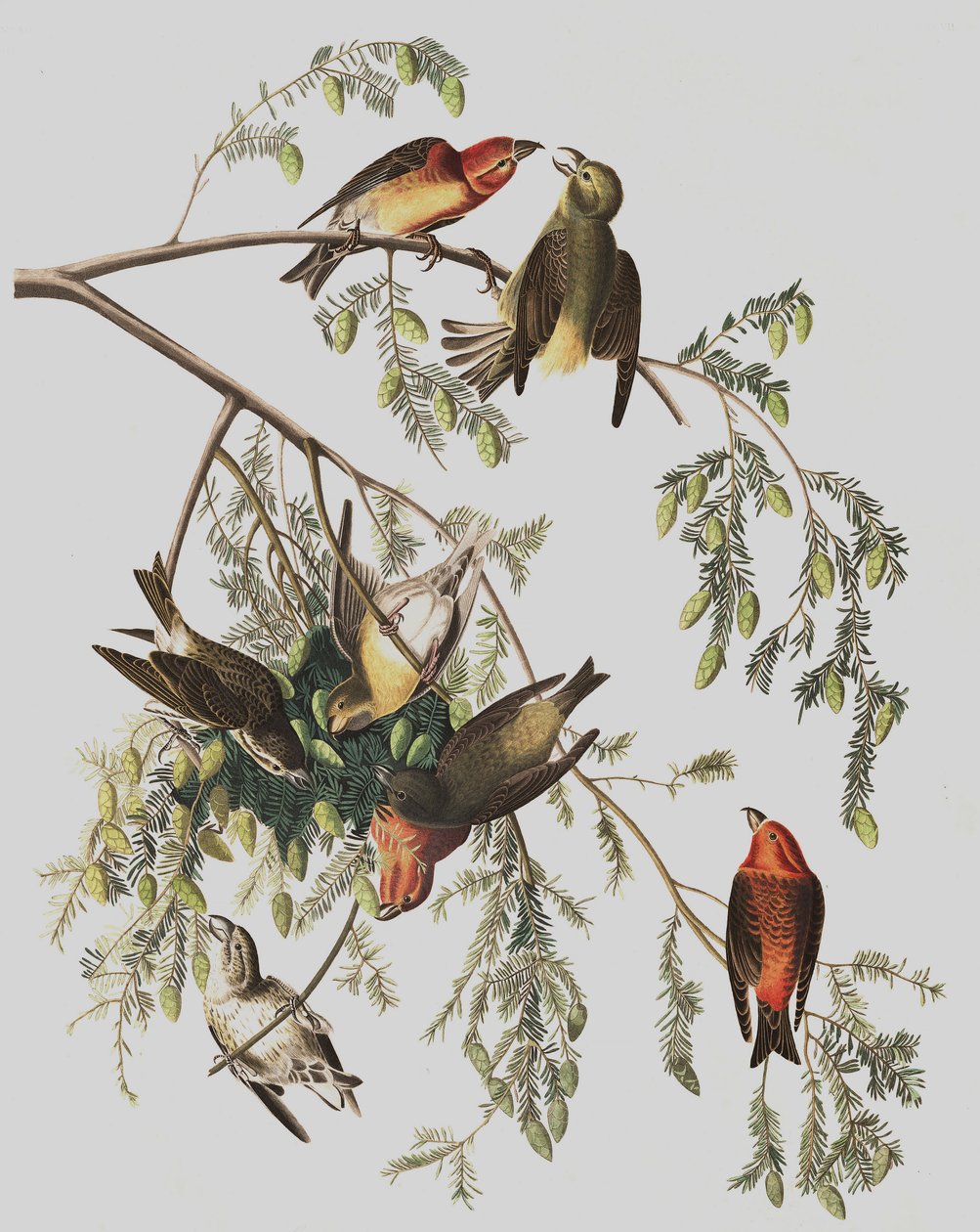 Piquituerto común, Loxia Curvirostra, de "Las aves de América" por John J. Audubon, pub. 1827-38 de John James Audubon