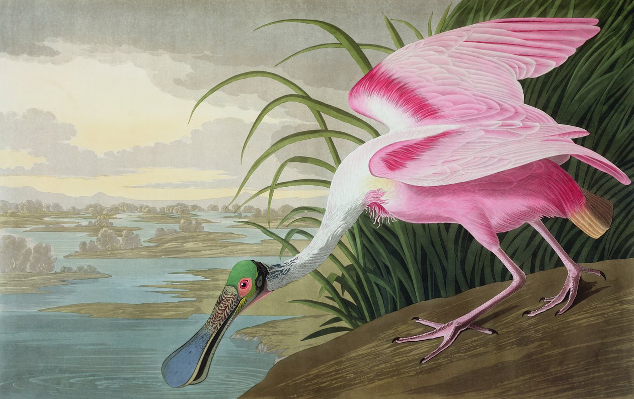 Espátula rosada, Platalea leucorodia, de "Las aves de América", 1836 de John James Audubon