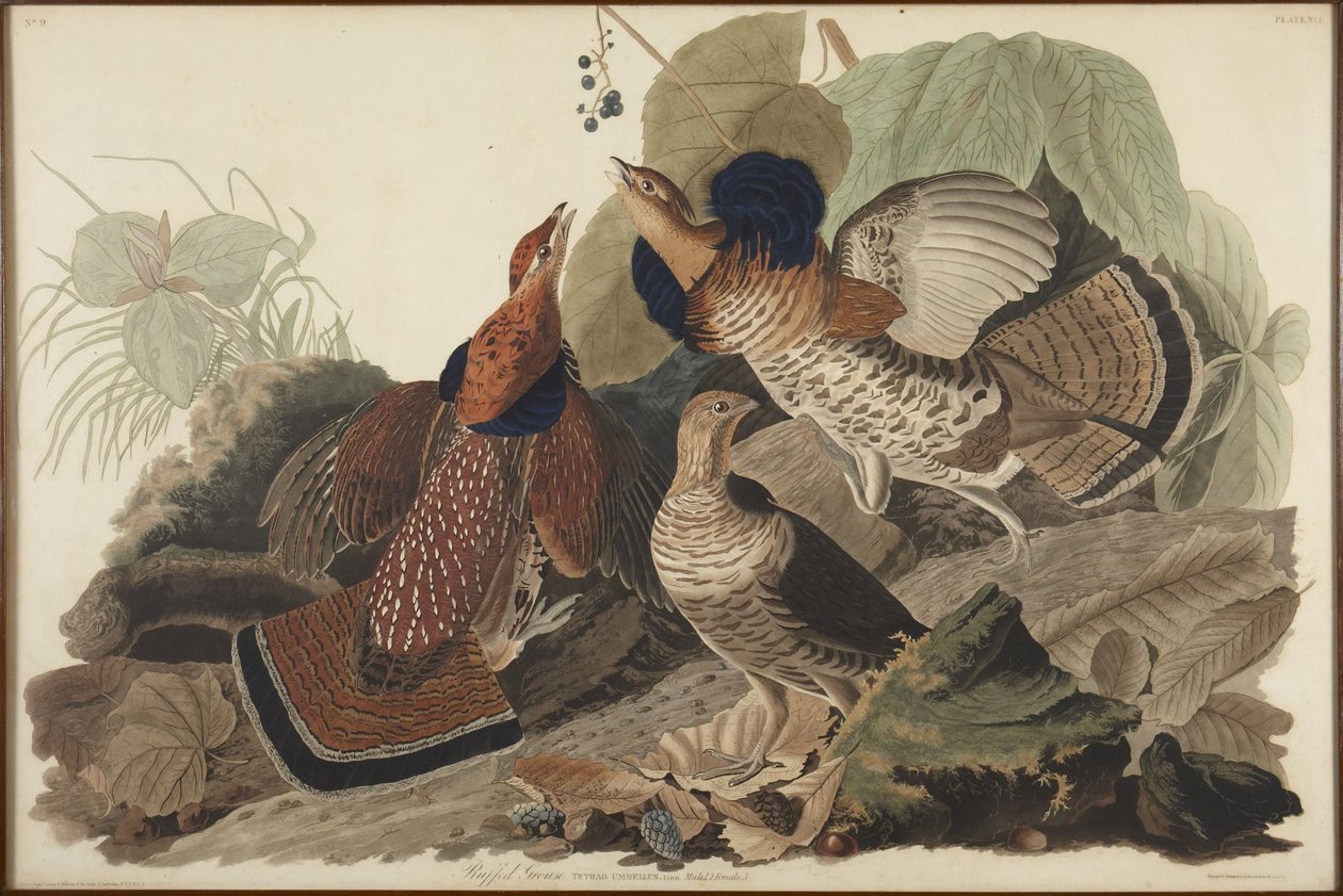 Gallina de bosque crestada de John James Audubon