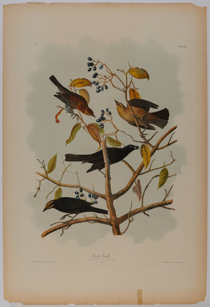 Grajilla rojiza de John James Audubon