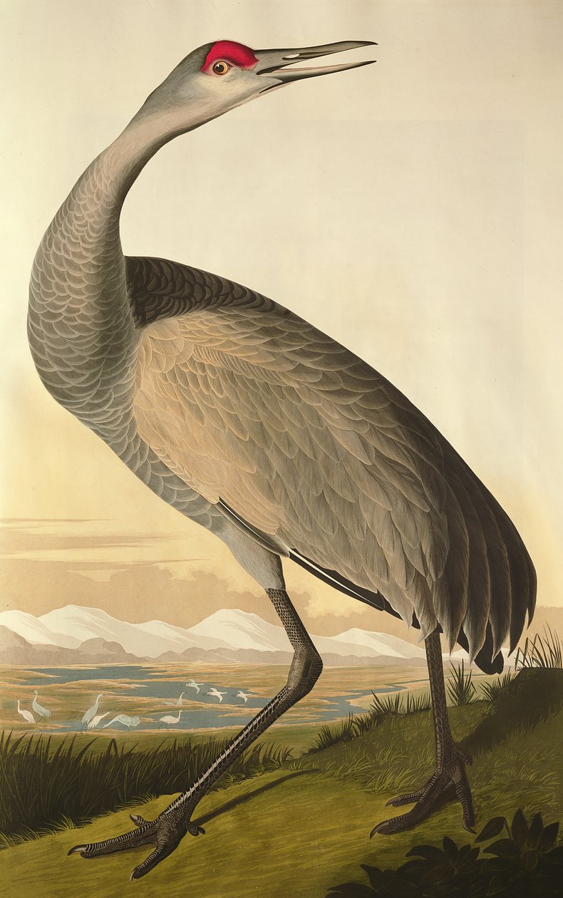 Grulla canadiense, de 