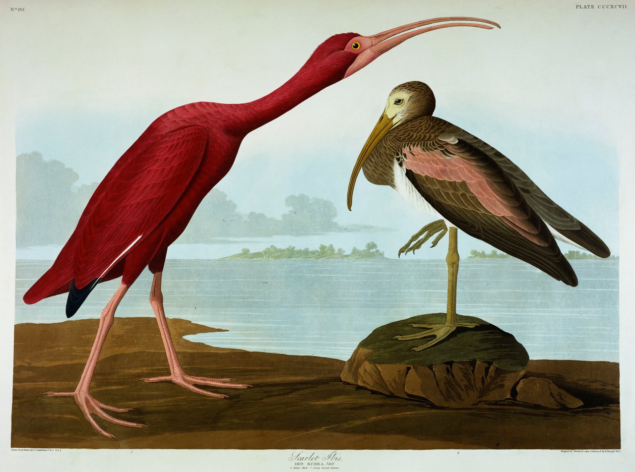 Ibis escarlata de John James Audubon