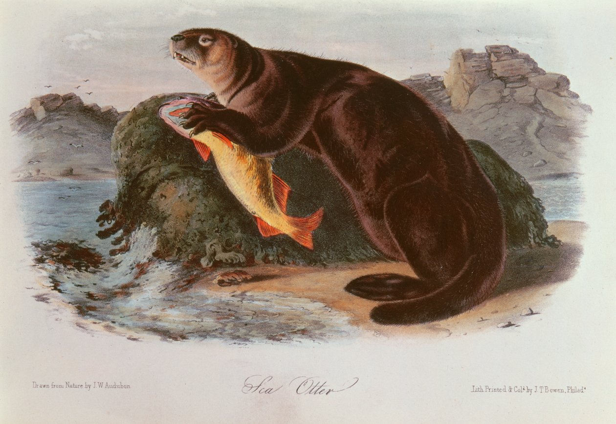 Nutria Marina de 