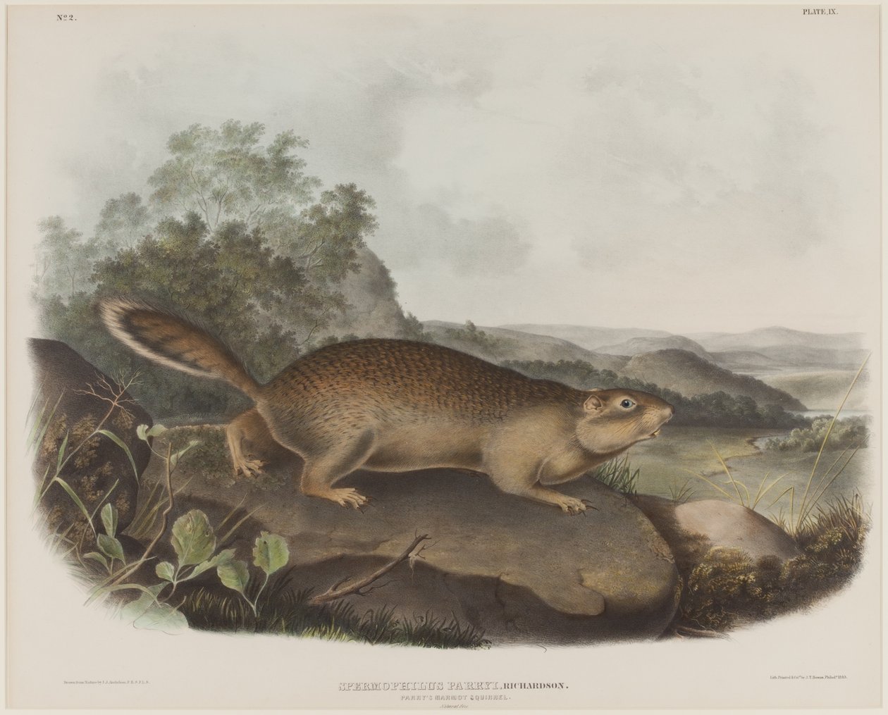 Spermophilus Parry (Ardilla marmota de Parry)