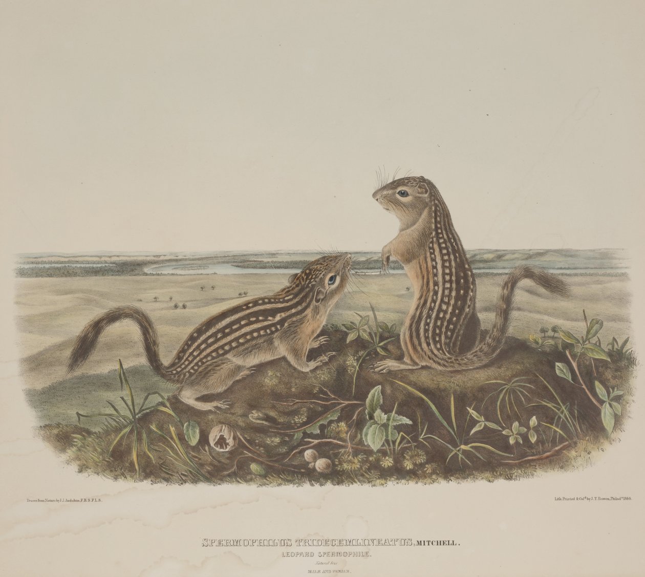 Spermophilus Tridecemlineatus (Dos Ardillas Leopardo) de John James Audubon