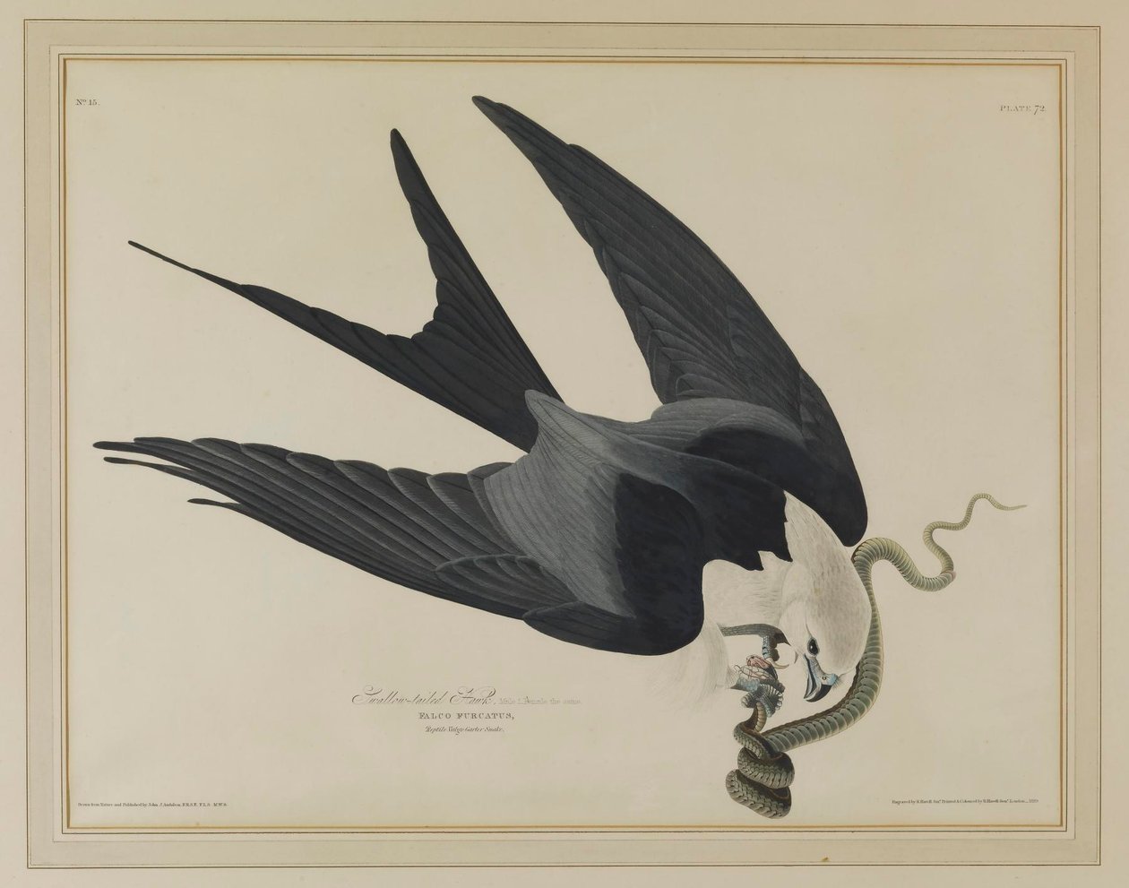 Milano tijereta de John James Audubon