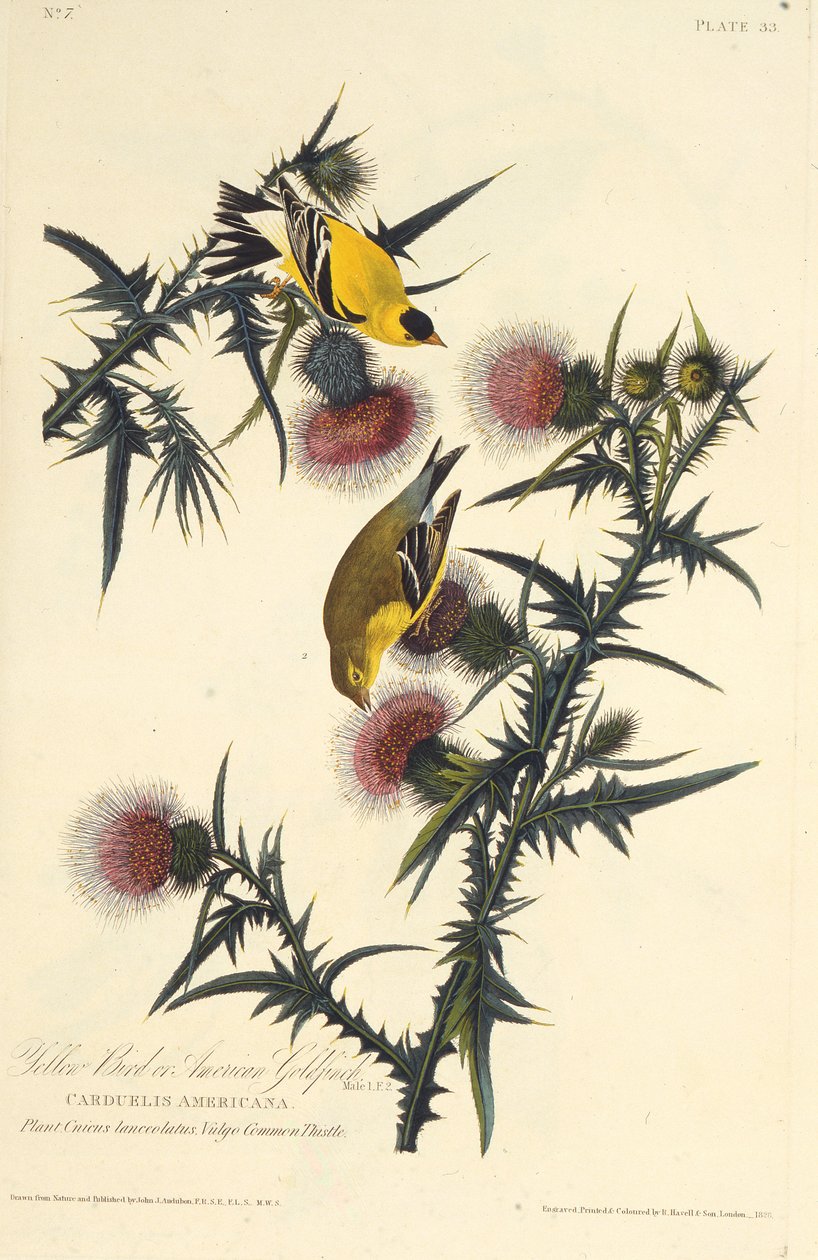 El jilguero americano. De Las aves de América, 1827-1838 de John James Audubon