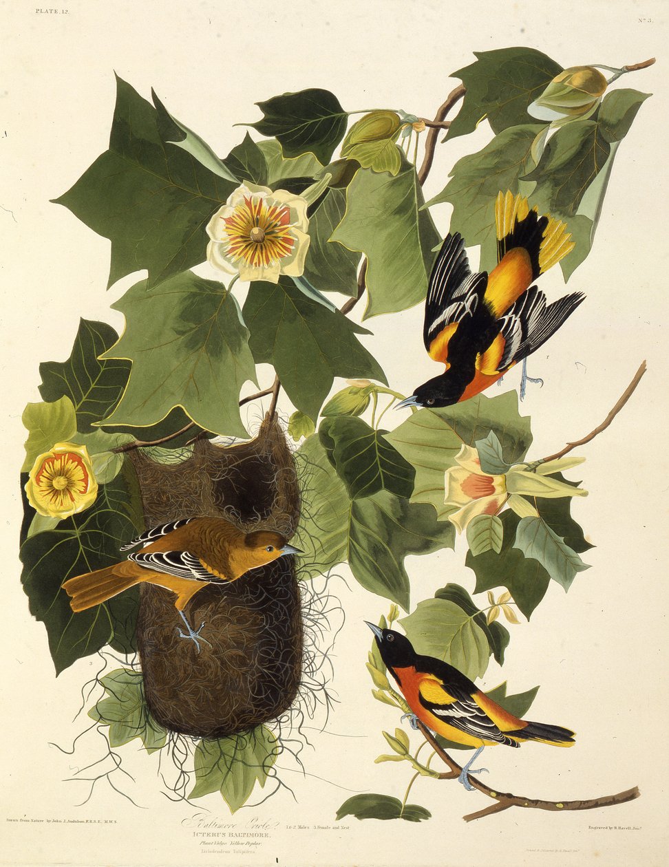 El oropéndola de Baltimore. De Los Pájaros de América, 1827-1838 de John James Audubon