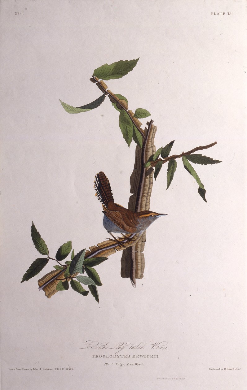 El chochín de Bewick. De Las aves de América, 1827-1838 de John James Audubon