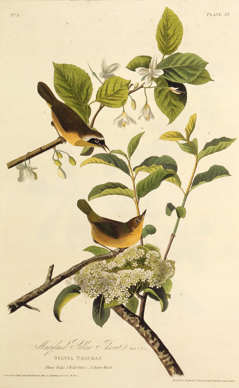 La Reinita de Maryland. De Las Aves de América, 1827-1838 de John James Audubon