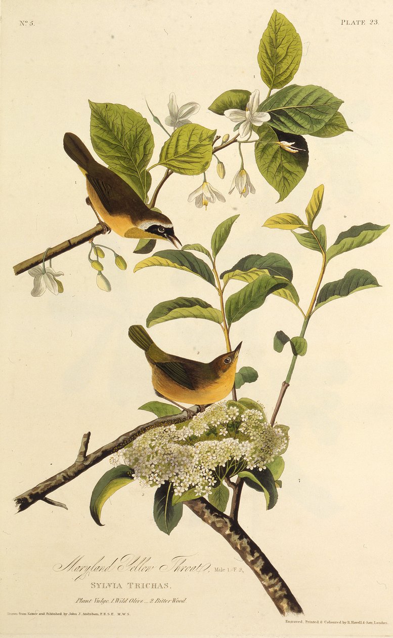 La Reinita de Maryland. De Las Aves de América de John James Audubon
