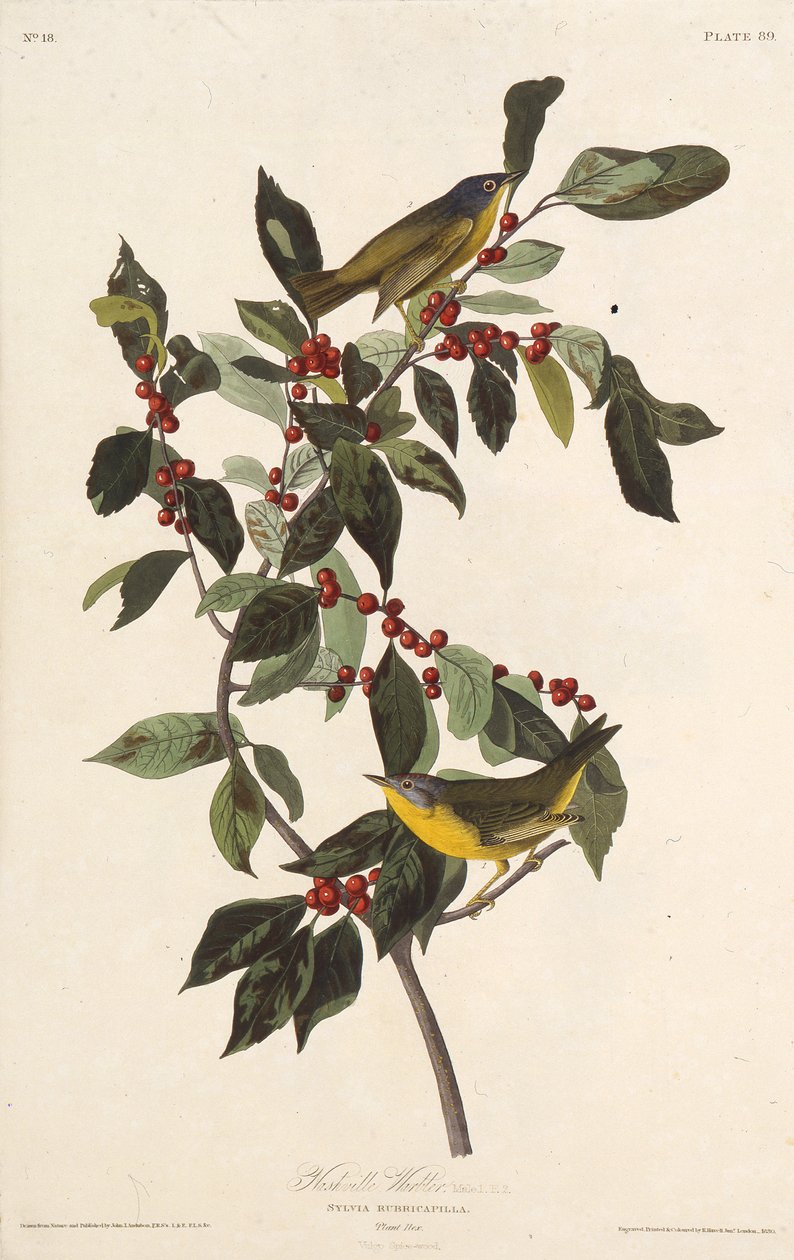 La Reinita de Nashville. De Las Aves de América, 1827-1838 de John James Audubon