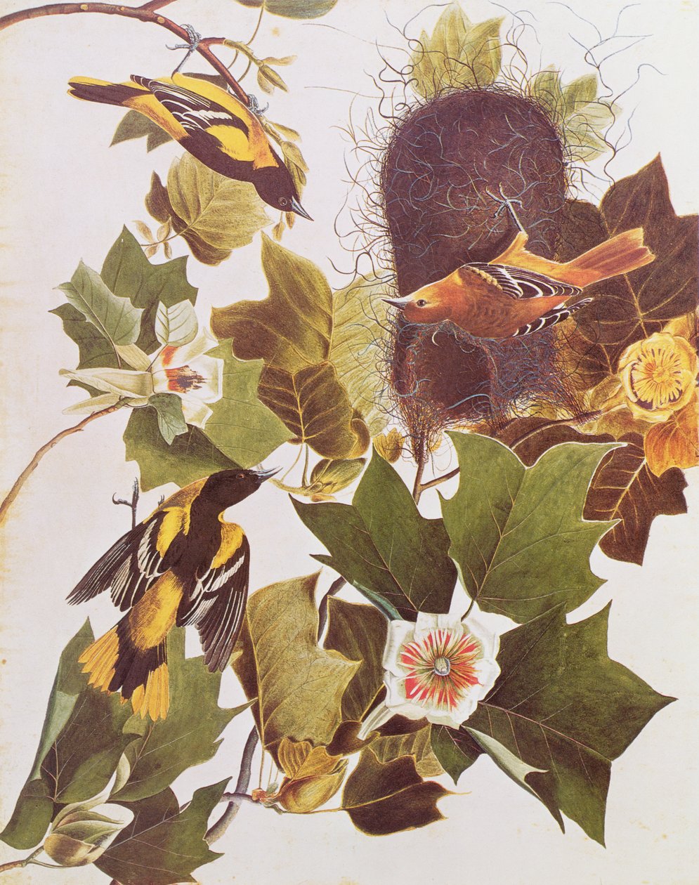 El Oriol, de Pájaros de América de John James Audubon