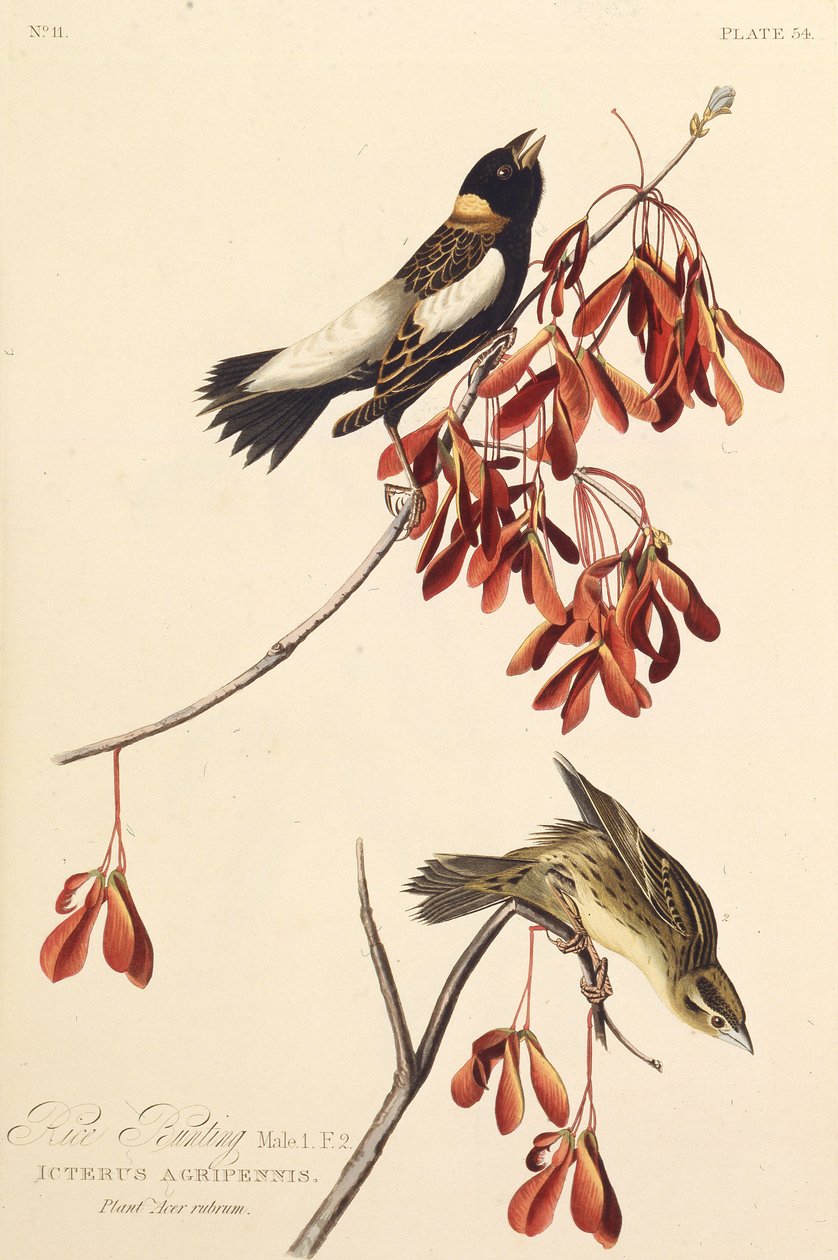 El pájaro arrocero. De Los Pájaros de América, 1827-1838 de John James Audubon