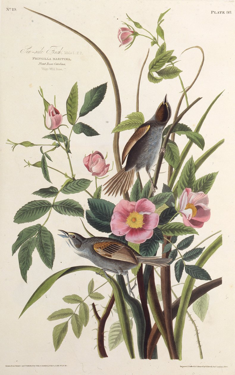 El pinzón de la costa. De Las aves de América, 1827-1838 de John James Audubon