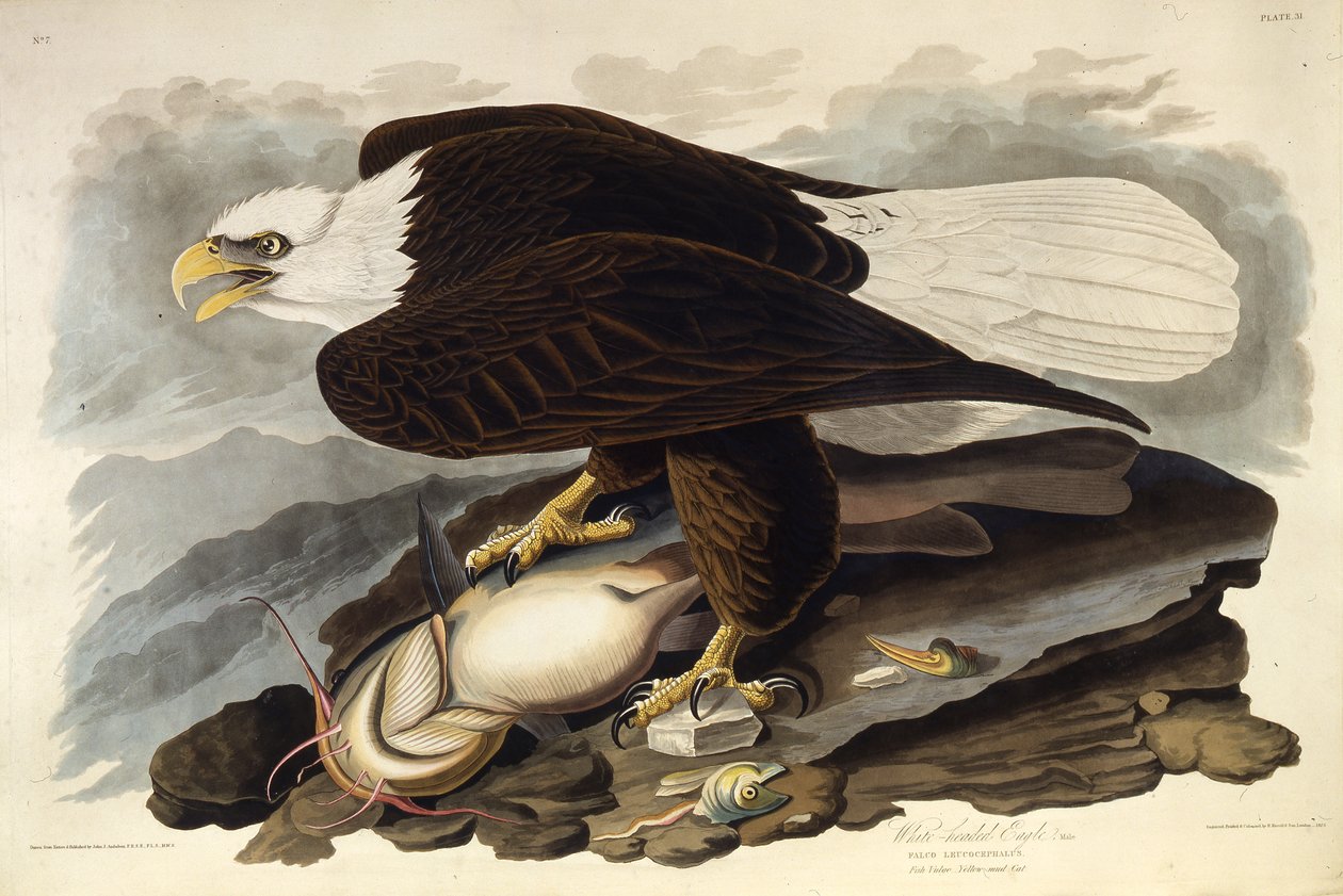 El águila calva. De Las Aves de América, 1827-1838 de John James Audubon