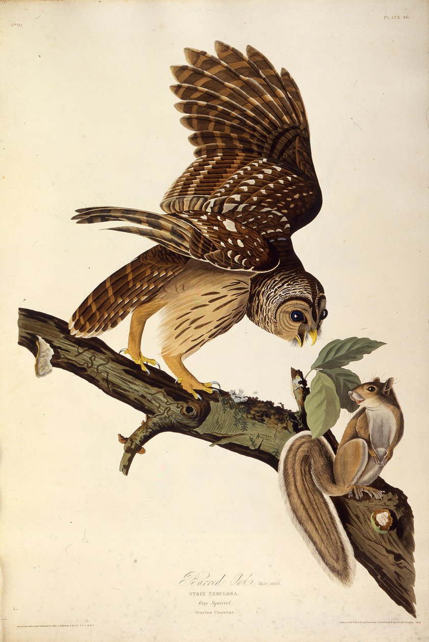 El búho barrado. De Las Aves de América, 1827-1838 de John James Audubon