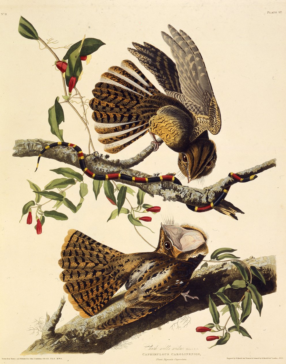 El chuck-wills-widow. De Las Aves de América, 1827-1838 de John James Audubon