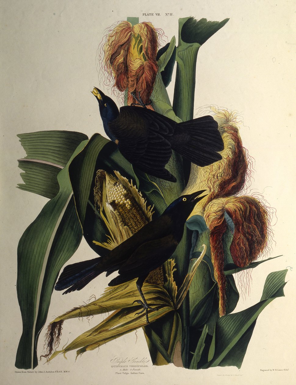 El zanate común. De Las Aves de América, 1827-1838 de John James Audubon