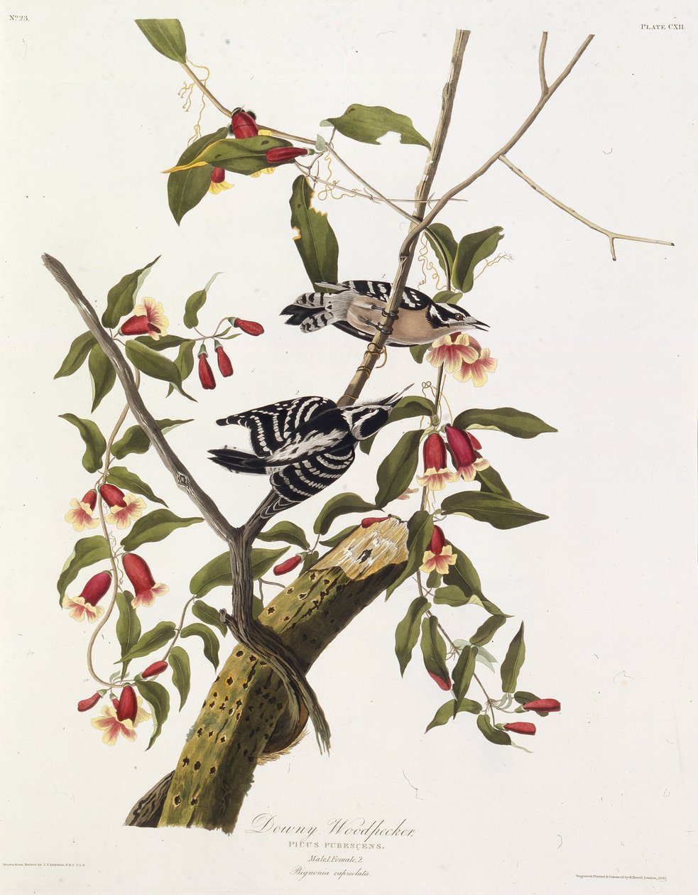 El pájaro carpintero velloso. De Las Aves de América, 1827-1838 de John James Audubon