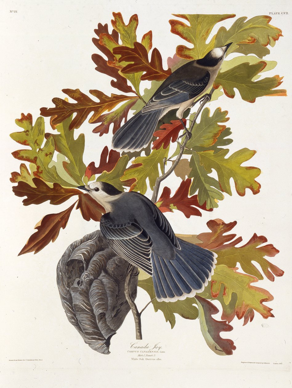El arrendajo gris. De Las Aves de América, 1827-1838 de John James Audubon