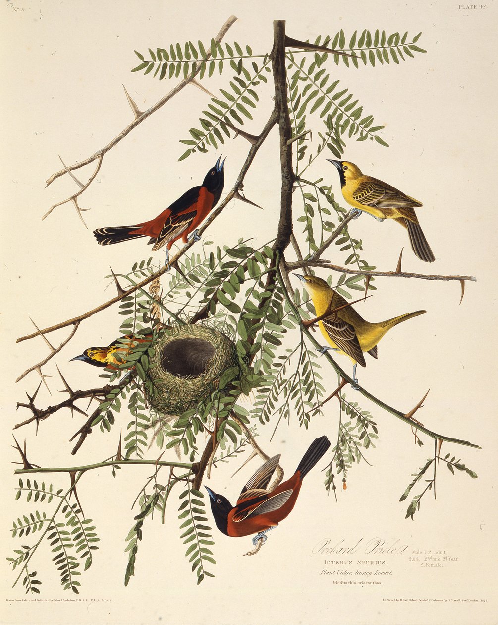 El oropéndola del huerto. De Las Aves de América, 1827-1838 de John James Audubon