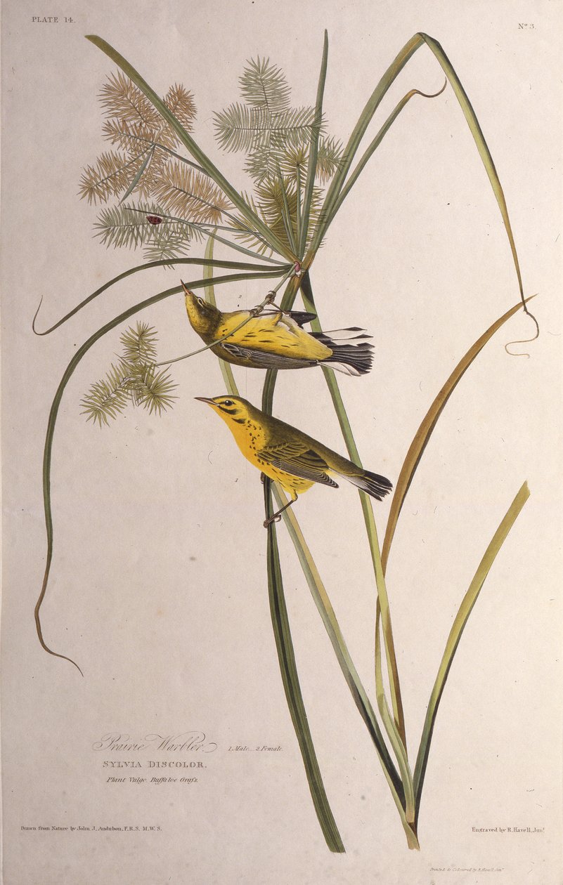 La reinita de las praderas. De Las Aves de América, 1827-1838 de John James Audubon