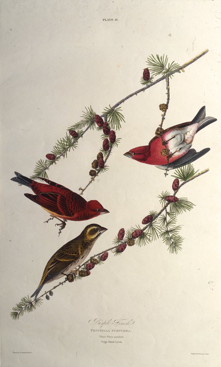 El pinzón púrpura. De Las aves de América, 1827-1838 de John James Audubon
