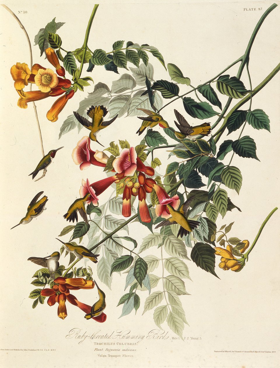 El colibrí garganta de rubí. De Las Aves de América, 1827-1838 de John James Audubon